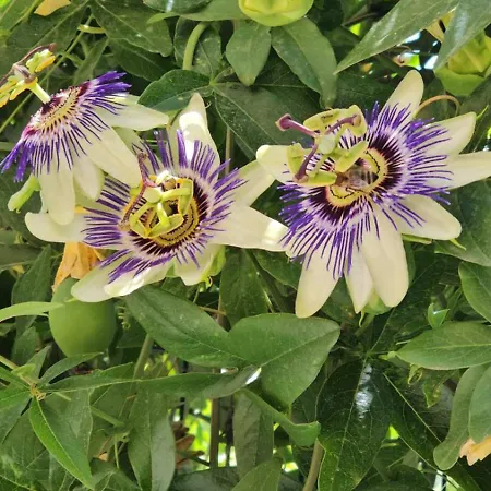 Ξενοδοχείο акра-ф