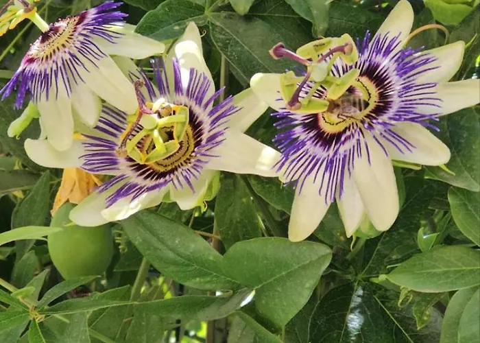 Ξενοδοχείο акра-ф